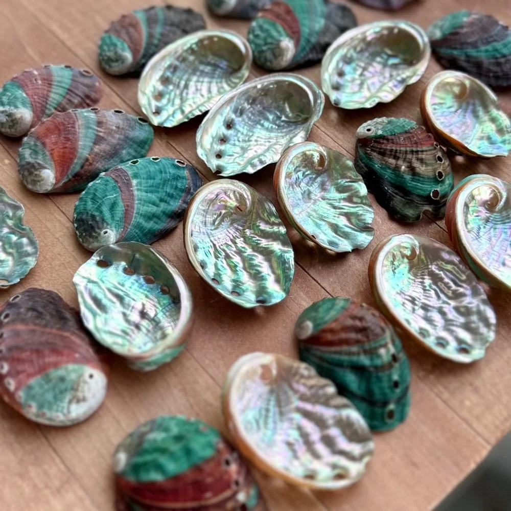 Real ABALONE Shells Polished Nautical DIY Crafting Decor Coastal Mixed Bulk lot